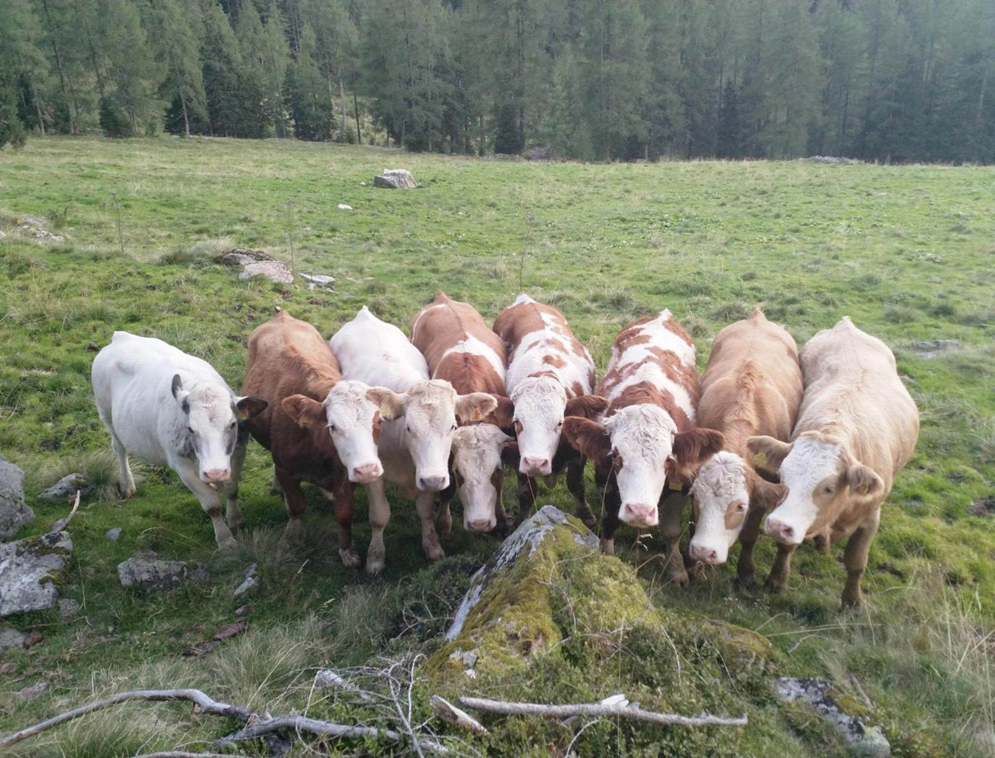 Haufhof-Pension Am Bauernhof, Haus Im Ennstal Bei Schladming Eksteriør billede